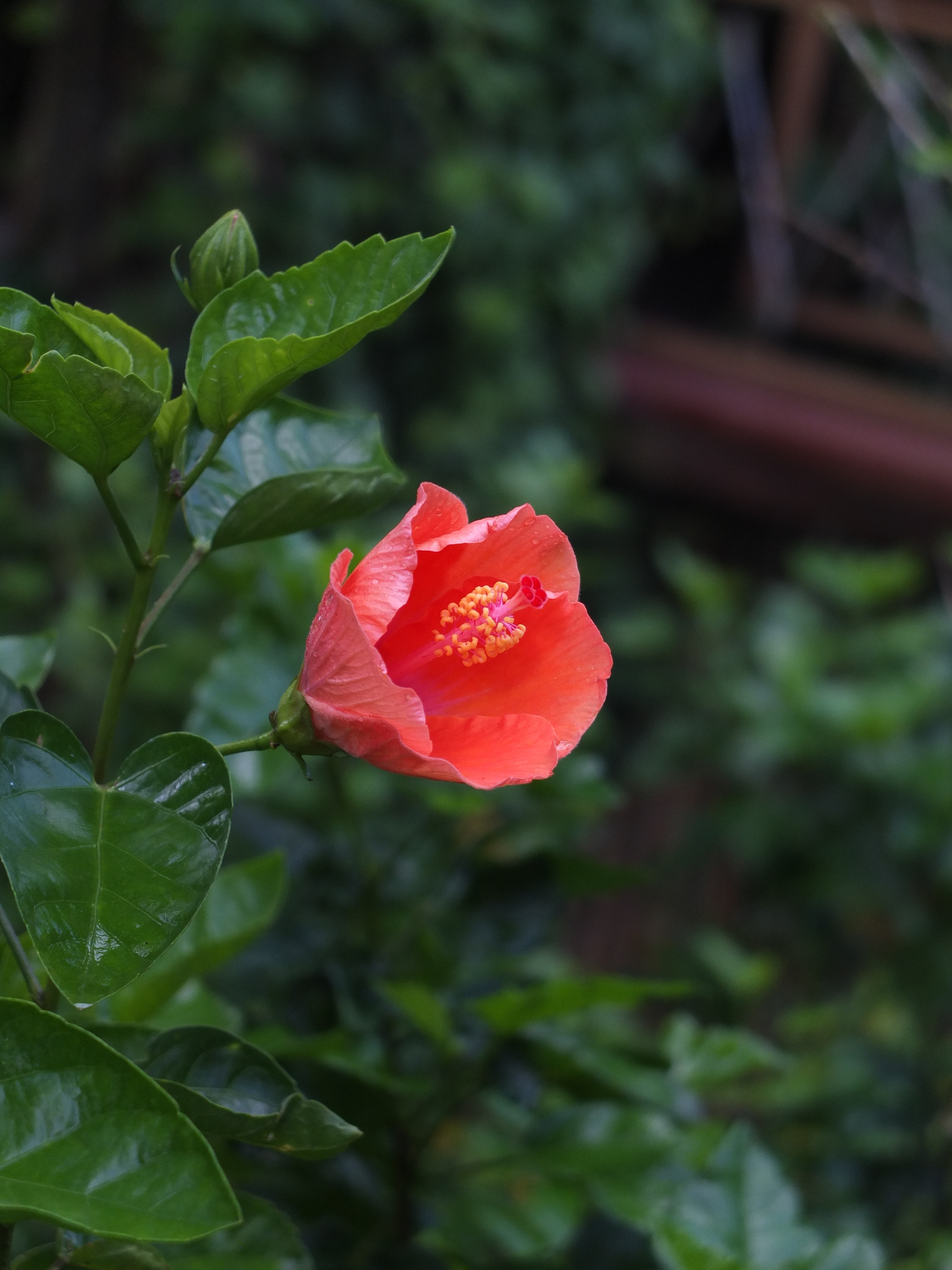Terra Flora